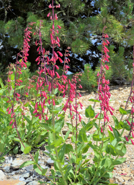 Rod dračík (Penstemon)
