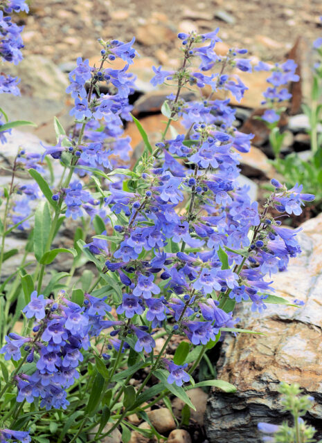 Rod dračík (Penstemon)