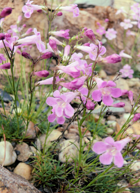 Rod dračík (Penstemon)