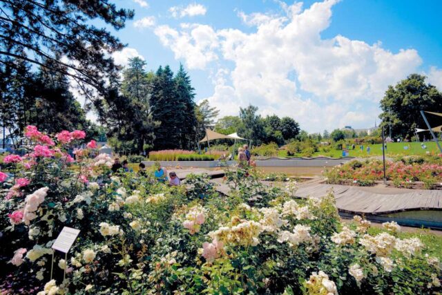 Akce Vyznání růžím - olomoucké Rozárium