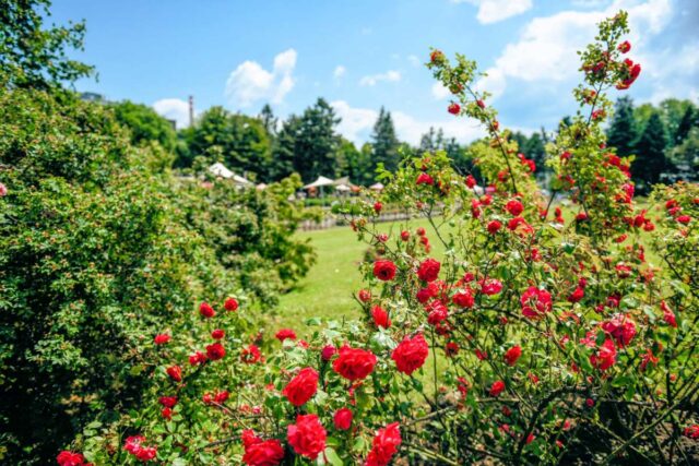 Akce Vyznání růžím - olomoucké Rozárium