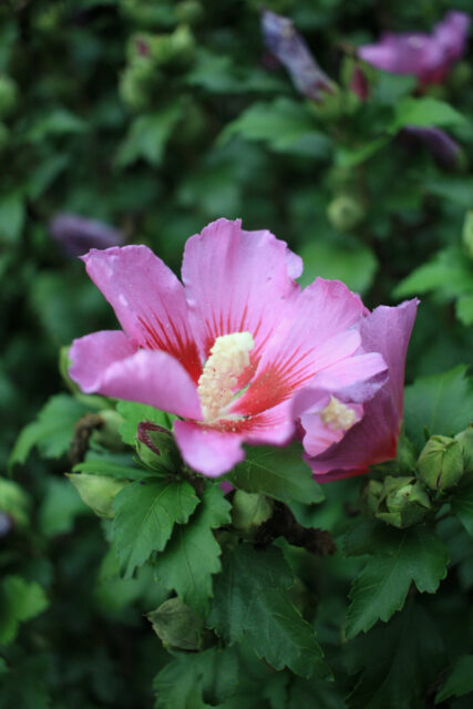 Výrazný kultivar ibušku - Hamabo