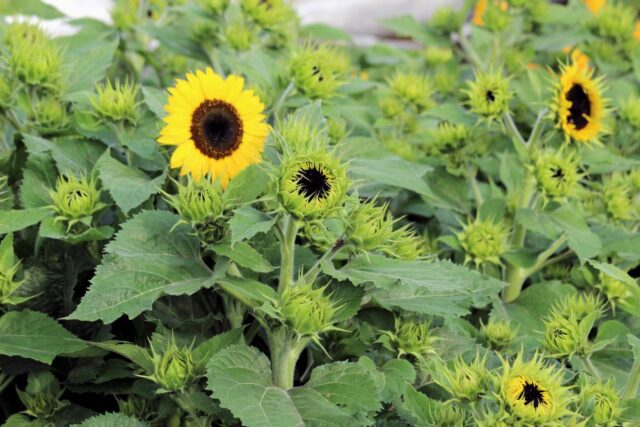 Nakvétající WAOOH!