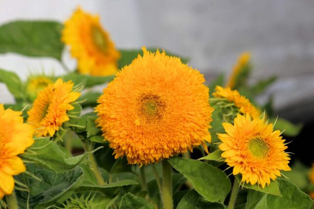 Nakvétající slunečnice Teddy Bear