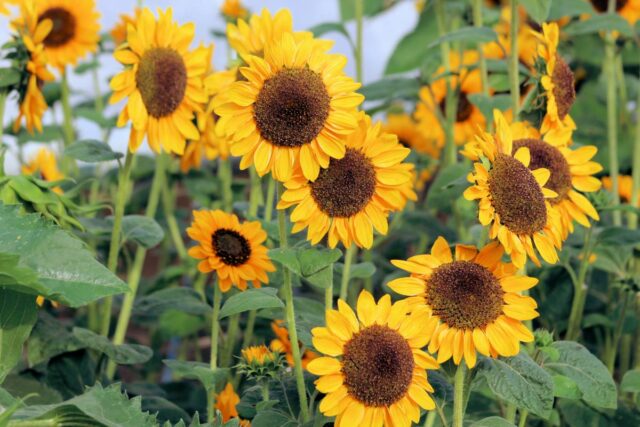 Slunečnice mají i odrůdy k sušení