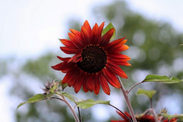 Výrazná slunečnice Claret F1
