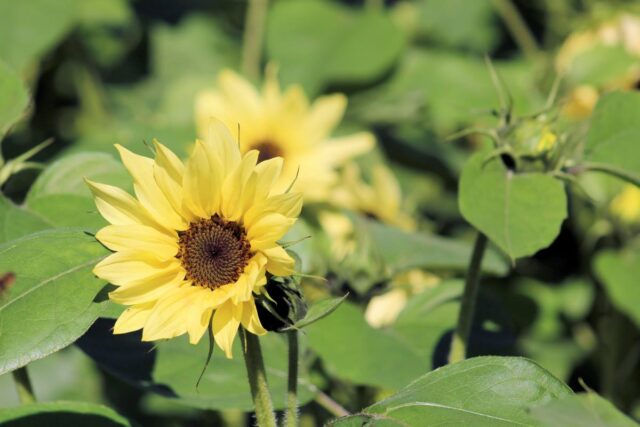 Slunečnice Buttercream F1