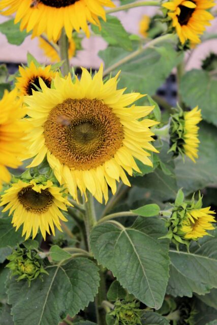 Slunečnice se série Pacino mix