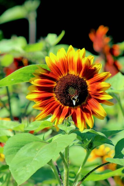 Dvoubarevná slunečnice Orange Mahagony Bicolour F1