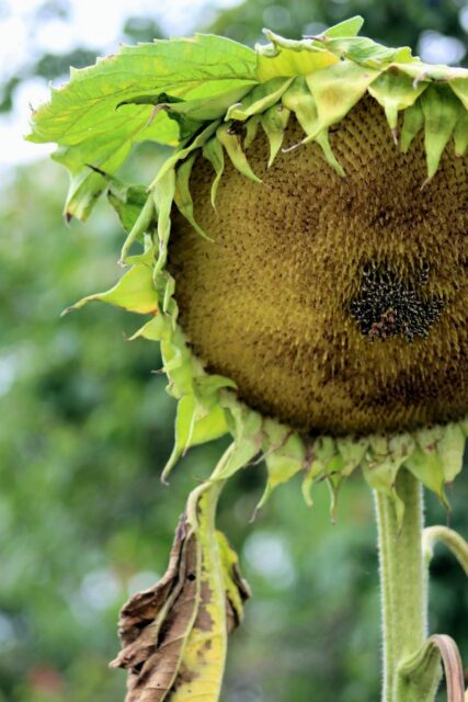 Slunečnice Obrovská