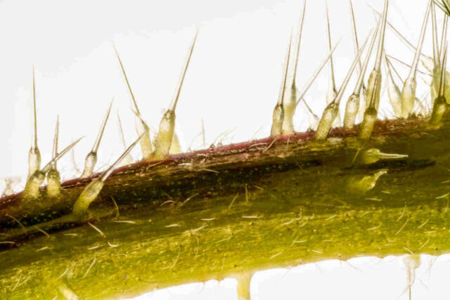 Žahavé trichomy - kopřiva stonek