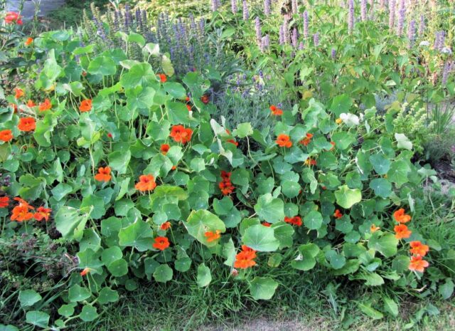 Oblíbená lichořeřišnice