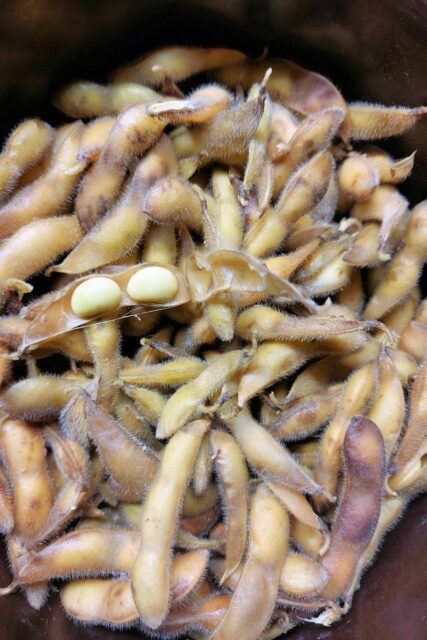 Vařené lusky edamame