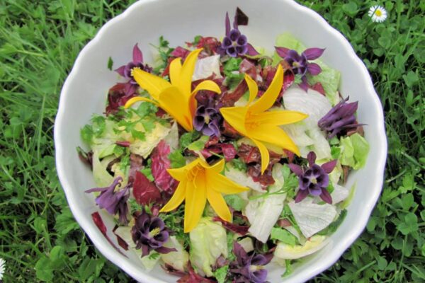 Pestrý salát z jedlých květů