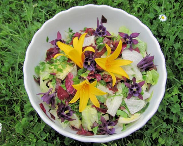 Pestrý salát z jedlých květů