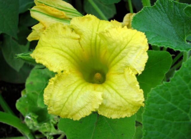 Květy tykví můžeme plnit