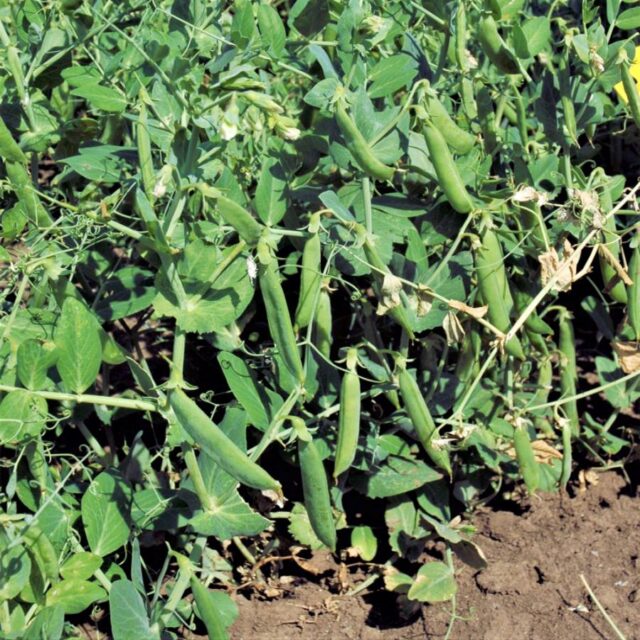 Hrách - lusková zelenina