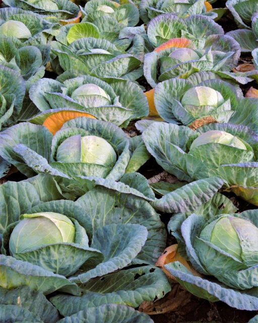 Porost zeleniny - zelí hlávkové