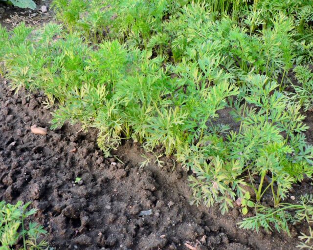 Vzcházení mrkve - porostu kořenové zeleniny