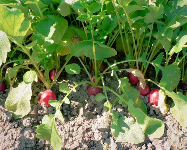 Letní kultura ředkvičky