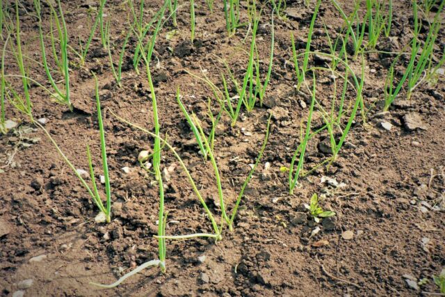 Porost cibule - cibulová zelenina