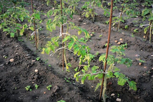 Rajčata - plodová zelenina