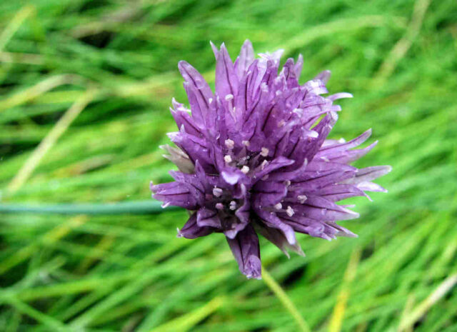 Květ pažitky obohatí saláty