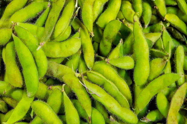 Sklízíme edamame: měkké, zelené, plné chuti