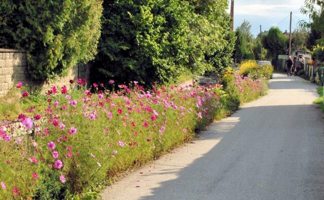 Veřejná výsadba - kvetoucí pás