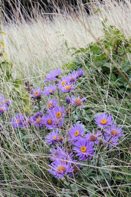 Hvězdnice v květu říjen