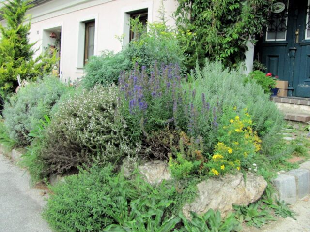 Určité druhy rostlin si dobře poradí se suchem