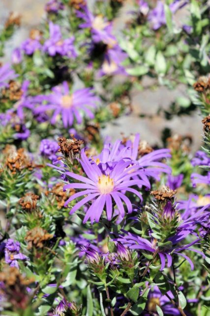 Aster sericeus
