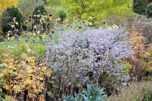 Hvězdnice ametystová