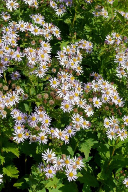 Odrůda Asran - hvězdnice