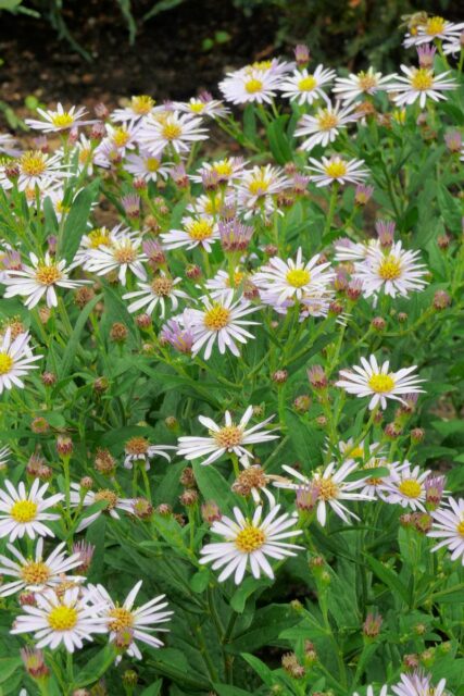 Kultivar Blaukuppel - rod hvězdnice