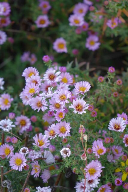 Hvězdnice kultivat Kylie