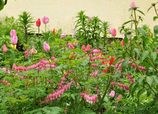 Kvetoucí předzahrádka zasahuje do veřejného prostoru