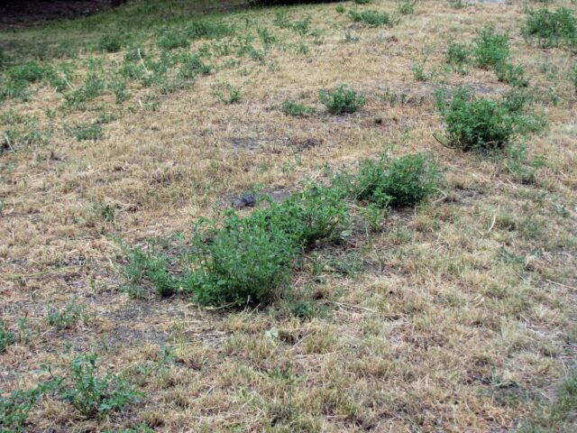 Trávník v době sucha odumírá a neroste