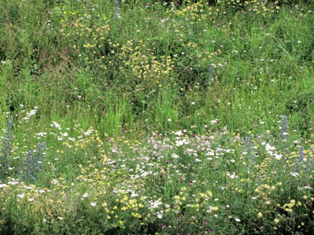 Louka je ideální řešení v boji se suchem