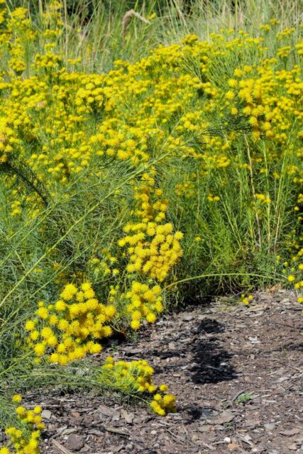 Hvězdnice zlatohlávek