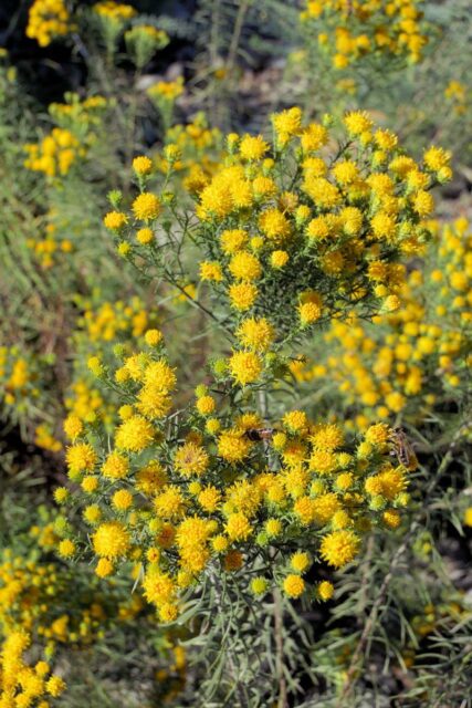 Hvězdnice zlatovlásek