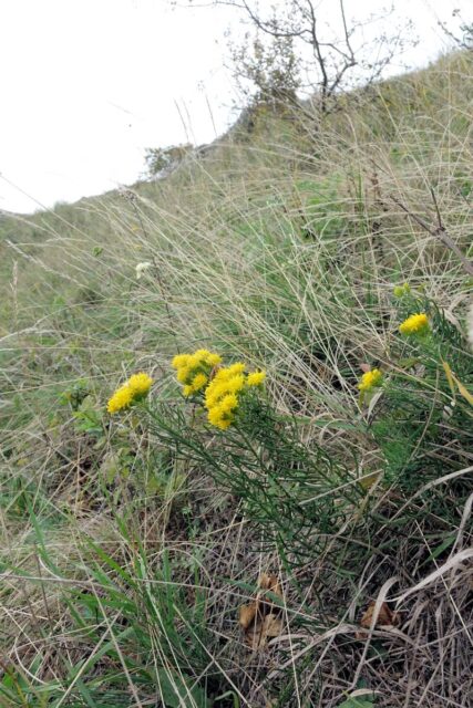 Hvězdnice na Pálavě