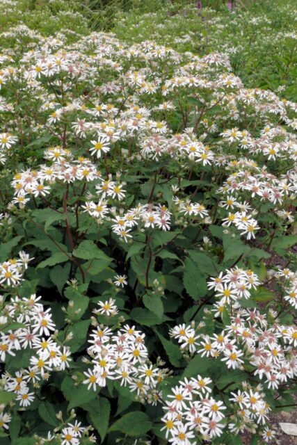 Aster divaricatus