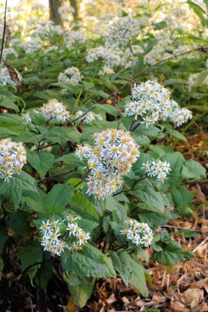 Aster divaricatus