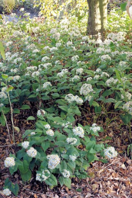 Hvězdnice v podrostu listnatých stromů