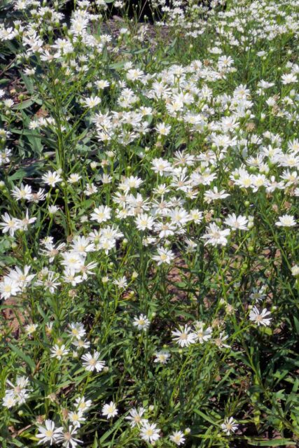 Aster ptarmicoides