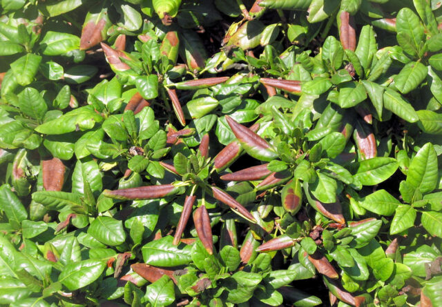 Rady pro zahrádkáře - usychající rododendron