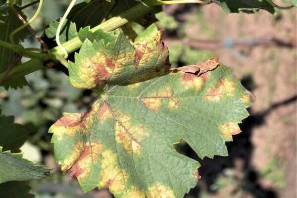 Při napadené plísní listová čepel révy usychá