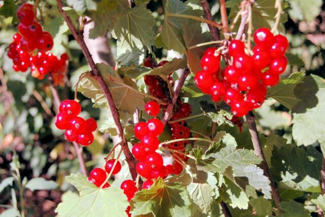 Rybíz odrůda Losan