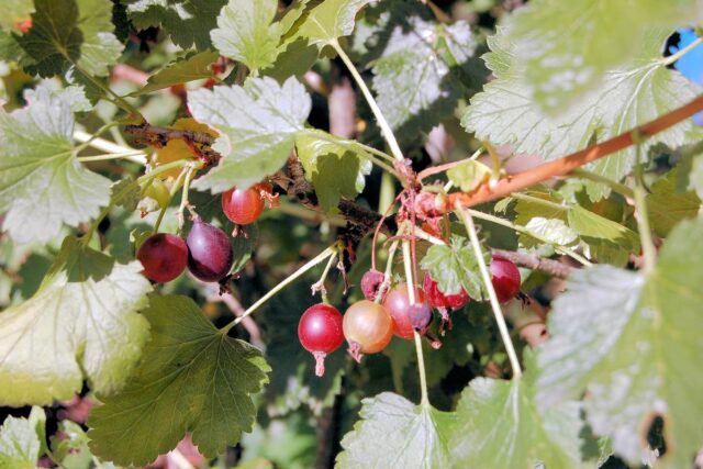 Josta patří mezi drobné ovoce